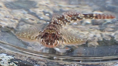 Bellapiscis lesleyae