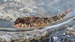 Bellapiscis lesleyae