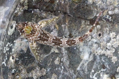 Bellapiscis lesleyae