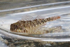 Bellapiscis lesleyae