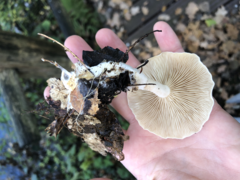 Clitocybe phyllophila