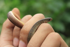 Gongylosoma baliodeira