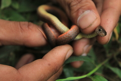 Gongylosoma baliodeira