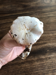 Clitocybe phyllophila