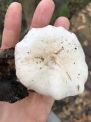 Clitocybe phyllophila