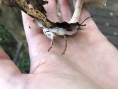 Clitocybe phyllophila