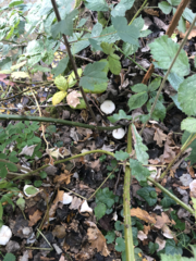 Clitocybe phyllophila