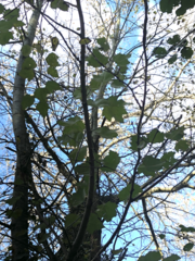 Clitocybe phyllophila