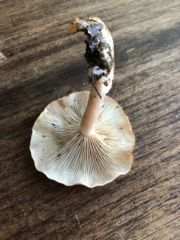 Clitocybe phyllophila
