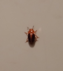 Amblyopus cinctipennis