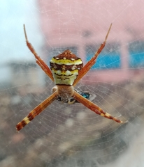 Argiope
