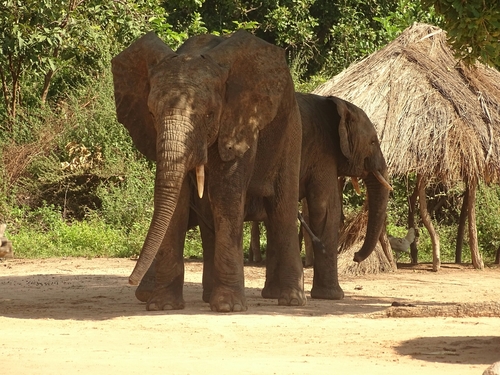 African Elephants
