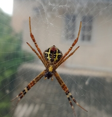 Argiope