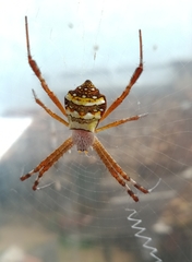 Argiope