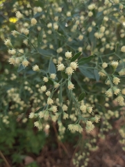 Baccharis halimifolia image