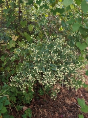 Baccharis halimifolia image
