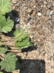 Monsonia