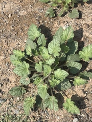Monsonia