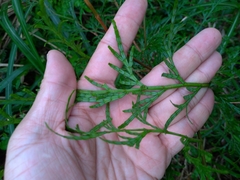 Calocedrus macrolepis