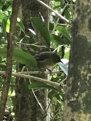 Zosterops tenuirostris