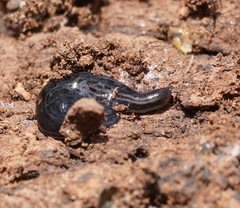 Platydemus victoriae