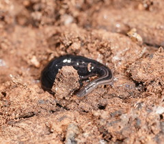 Platydemus victoriae