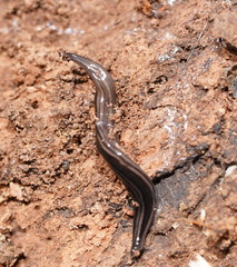 Platydemus victoriae