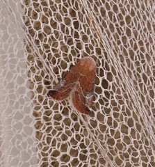 Mataeomera coccophaga