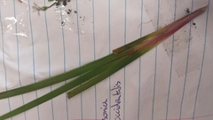 Patersonia occidentalis