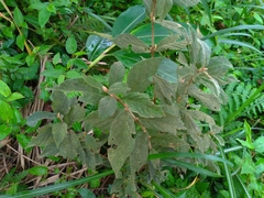 Callicarpa tikusikensis