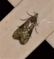 Heteromicta tripartitella