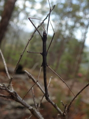 Pachymorpha