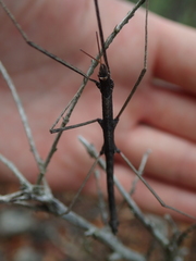 Pachymorpha