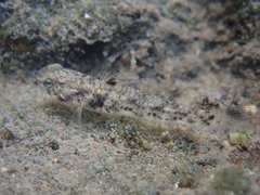 Pseudogobius poicilosoma