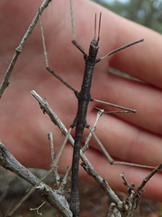 Pachymorpha