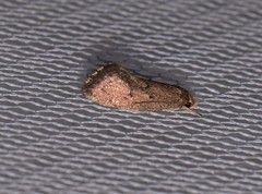 Syncometes vilis
