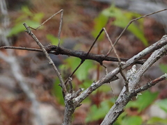 Pachymorpha