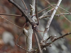 Pachymorpha