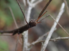 Pachymorpha