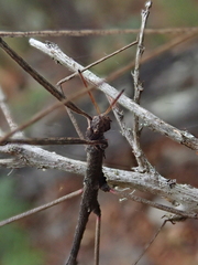 Pachymorpha