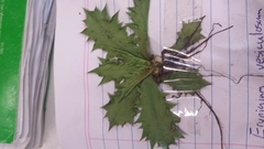 Eryngium vesiculosum