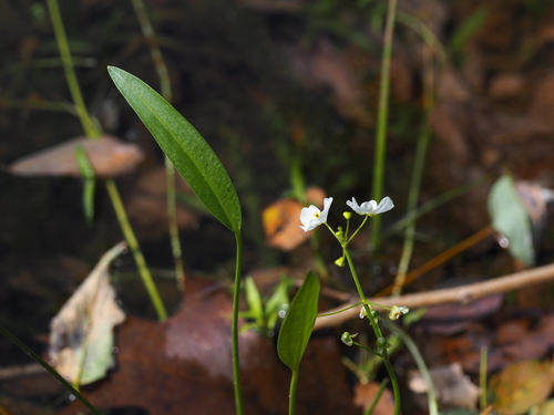 Grassy arrowhead (Sagittaria graminea)