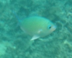 Chromis