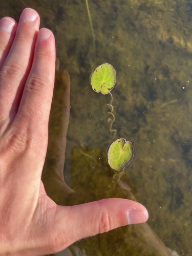 little floatingheart (Nymphoides cordata)