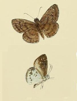 Common Small Flat