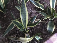 Sansevieria