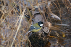 Parus major