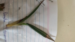 Dianella tasmanica