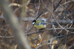 Parus major