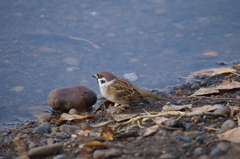 Passer montanus